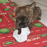 Merlin und die Socke (seines künftigen Frauchens). Seit er sie gefunden hatte ist diese Socke ein heiß begehrtes Spielobjekt bei allen. Tom's Socken wollen sie nicht. Wieso eigentlich?