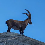 Steinbock, Rhonegletscher, Wallis, Schweiz