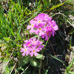 Alpenblumen, Piz Beverin, Graubünden, Schweiz