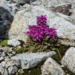 Bergblumen, Brunnifirn, Oberalpstockgebiet, Uri, Schweiz