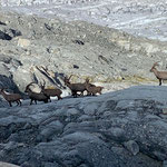 Steinböcke, Rhonegletscher, Wallis, Schweiz