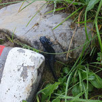 Alpensalamander, Muotatal, Kalkalpen, Schwyz, Schweiz