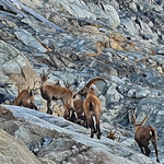 Steinböcke, Rhonegletscher, Wallis, Schweiz