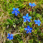 Alpenblumen, Enzian, Piz Beverin, Graubünden, Schweiz