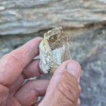 Pyrit in dunkelgrünen Tonschiefer, Schamserberg, Graubünden, Schweiz