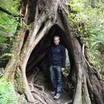 Regenwald im Otway National Park