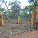 Termitenhuegel praegen weite Teile der Landschaft