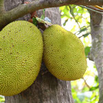 Jackfruit (lecker)