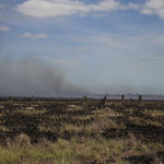 Buschbrand im Lakefield National Park