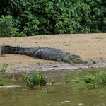 Krokodil am Daintree River