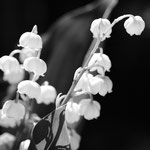 Blumen Schwarzweiss Dengler