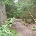 48 - wieder in den Wald