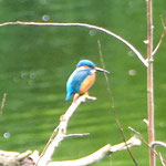 Eisvogel