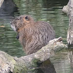 Nutria