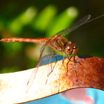Heidelibelle