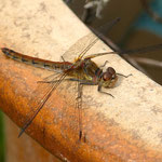 Heidelibelle