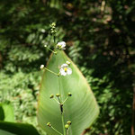 Breitblättriges Pfeilkraut mit seiner zarten weißen Blüte