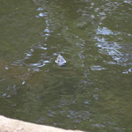 Eine Wasser-Schmuck-Schildkröte streckt nur den Kopf raus