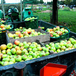 Ca. 350 kg appels: meer dan genoeg voor een stookronde.
