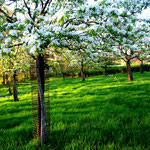 De boomgaard in Walem