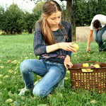 Het fruit wordt verzameld.