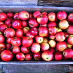 We gebruiken alleen onbespoten hoogstamfruit van oude fruitrassen: 60% peren en 40% appels.