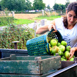 Het fruit wordt verzameld.