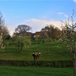 Boomgaarden in Koulen