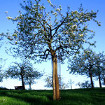De boomgaard in Walem