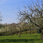 De boomgaard in Walem