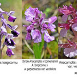 Anacamptis longicornu x Anacamptis vexillifera 