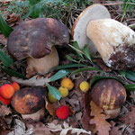 Boletus aereus Bulliard (COMMESTIBILE) Foto Emilio Pini