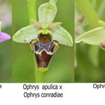 Ophrys apulica x Ophrys conradiae