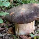Boletus aereus Bulliard (COMMESTIBILE) Foto Emilio Pini