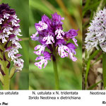 Neotinea ustulata x Neotinea tridentata                                   Regione Liguria