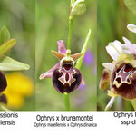 Ophrys majellensis x Ophrys dinarica