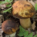 Boletus aereus Bulliard (COMMESTIBILE) Foto Emilio Pini