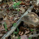 Boletus aereus Bulliard (COMMESTIBILE) Foto Emilio Pini
