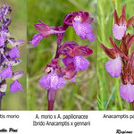 Anacamptis morio x Anacamptis papilionacea                             Regione Toscana