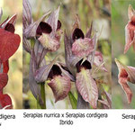 Serapias cordigera x Serapias nurrica