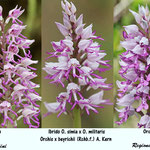 Orchis simia x Orchis militaris