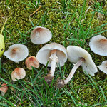 Lepiota cristata (Bolton) P. Kumm. (VELENOSO) Foto Emilio Pini