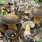 Boletus aereus Bulliard (COMMESTIBILE) Foto Emilio Pini