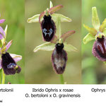 Ophrys bertoloni x Ophrys gravinensis