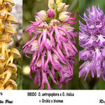 Orchis italica x Orchis antropophora