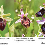 Ophrys promontori x Ophrys bertoloni