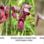 Serapias neglecta x Serapias lingua