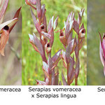 Serapias vomeracea x Serapias lingua