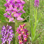 Dactylorhiza fuksii x Dactylorhiza sambucina