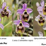 Ophrys annae x Ophrys neglecta